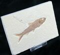 Knightia Fossil Fish - Wyoming #7549-1